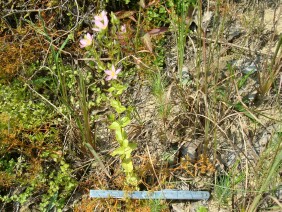 Sabatia angularis Rose Pink