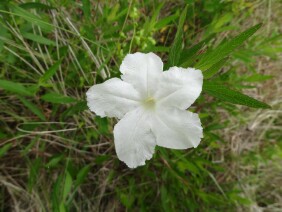 Ruellia noctiflora Nightflowering Wild Petunia