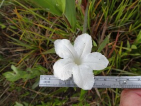 Ruellia noctiflora Nightflowering Wild Petunia