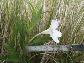 Ruellia noctiflora Nightflowering Wild Petunia