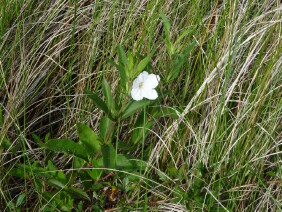 Ruellia noctiflora Nightflowering Wild Petunia