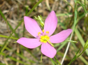 Sabatia campanulata Slender Rose Gentian