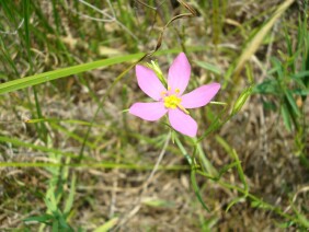 Sabatia campanulata Slender Rose Gentian