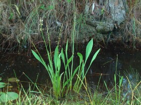 Sagittaria lancifolia Bulltongue Arrowhead