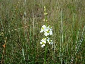 Sagittaria lancifolia Bulltongue Arrowhead