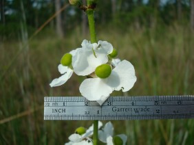 Sagittaria lancifolia Bulltongue Arrowhead