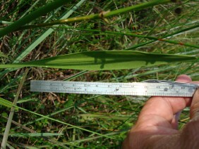 Sagittaria lancifolia Bulltongue Arrowhead