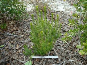 Ceratiola ericoides Sand Heath