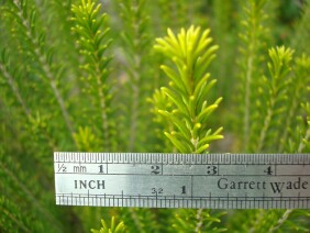 Ceratiola ericoides Sand Heath