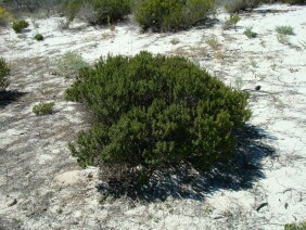 Ceratiola ericoides Sand Heath