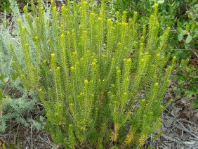 Ceratiola ericoides Sand Heath