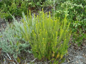 Ceratiola ericoides Sand Heath