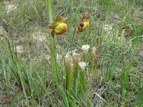 Sarracenia leucophylla White-topped Pitcher Plant