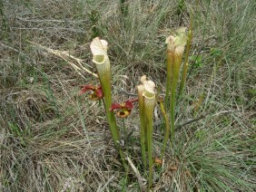 Sarracenia leucophylla White-topped Pitcher Plant