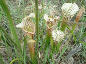 Sarracenia leucophylla White-topped Pitcher Plant