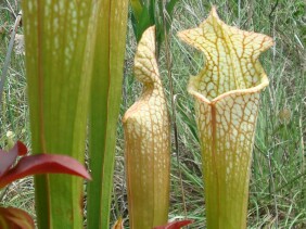 Sarracenia leucophylla White-topped Pitcher Plant