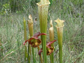 Sarracenia leucophylla White-topped Pitcher Plant