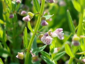 Scutellaria racemosa South American Skullcap