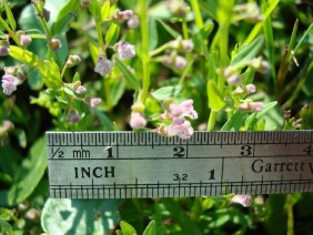 Scutellaria racemosa South American Skullcap