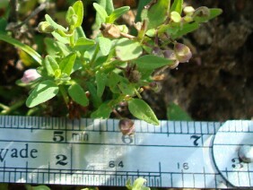 Scutellaria racemosa South American Skullcap