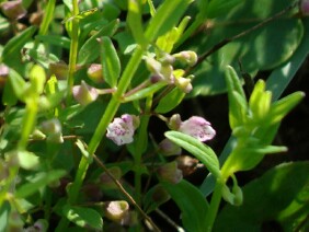 Scutellaria racemosa South American Skullcap