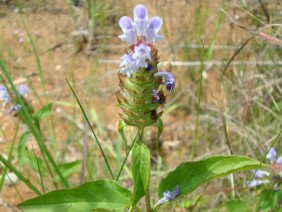 Selfheal Prunella vulgaris