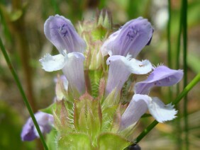 Selfheal Prunella vulgaris