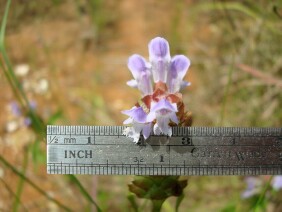 Selfheal Prunella vulgaris