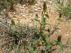 Selfheal Prunella vulgaris