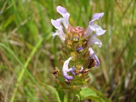 Selfheal Prunella vulgaris