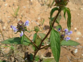 Selfheal Prunella vulgaris