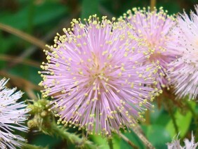 Sensitive Briar Mimosa microphylla Schrankia microphylla