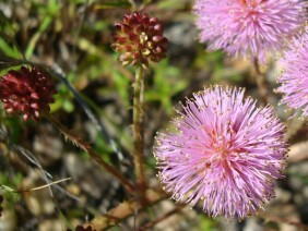 Sensitive Briar Mimosa microphylla Schrankia microphylla