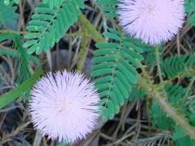 Sensitive Briar Mimosa microphylla Schrankia microphylla