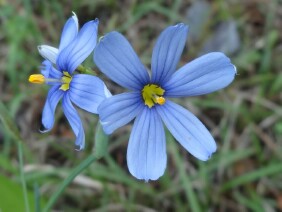 Sisyrinchium angustifolium Narrowleaf Blue-eyed Grass