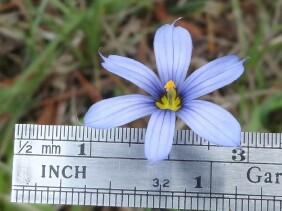 Sisyrinchium angustifolium Narrowleaf Blue-eyed Grass