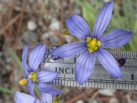 Sisyrinchium angustifolium Narrowleaf Blue-eyed Grass