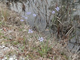 Sisyrinchium angustifolium Narrowleaf Blue-eyed Grass