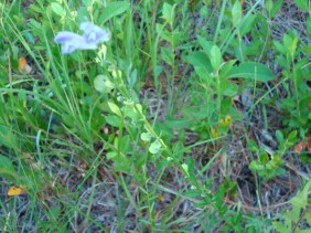 Scutellaria integrifolia Skullcap