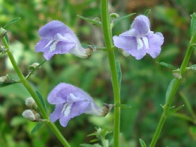 Scutellaria integrifolia Skullcap