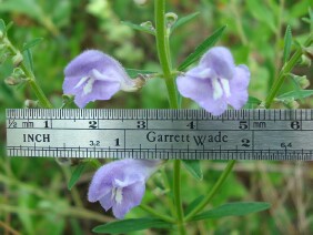 Scutellaria integrifolia Skullcap