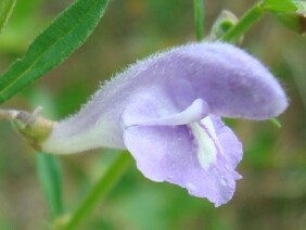 Scutellaria integrifolia Skullcap