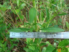 Scutellaria integrifolia Skullcap