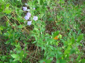 Scutellaria integrifolia Skullcap