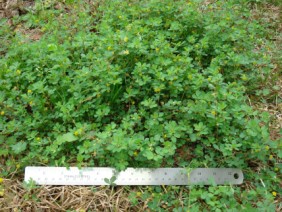 Trifolium dubium Small Hop Clover
