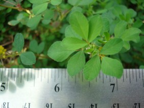 Trifolium dubium Small Hop Clover