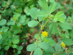 Trifolium dubium Small Hop Clover