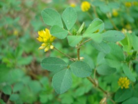 Trifolium dubium Small Hop Clover