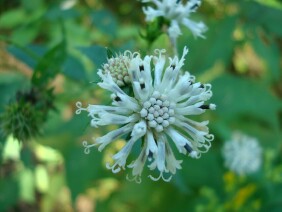 Melanthera nivea Snow Squarestem