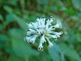 Melanthera nivea Snow Squarestem